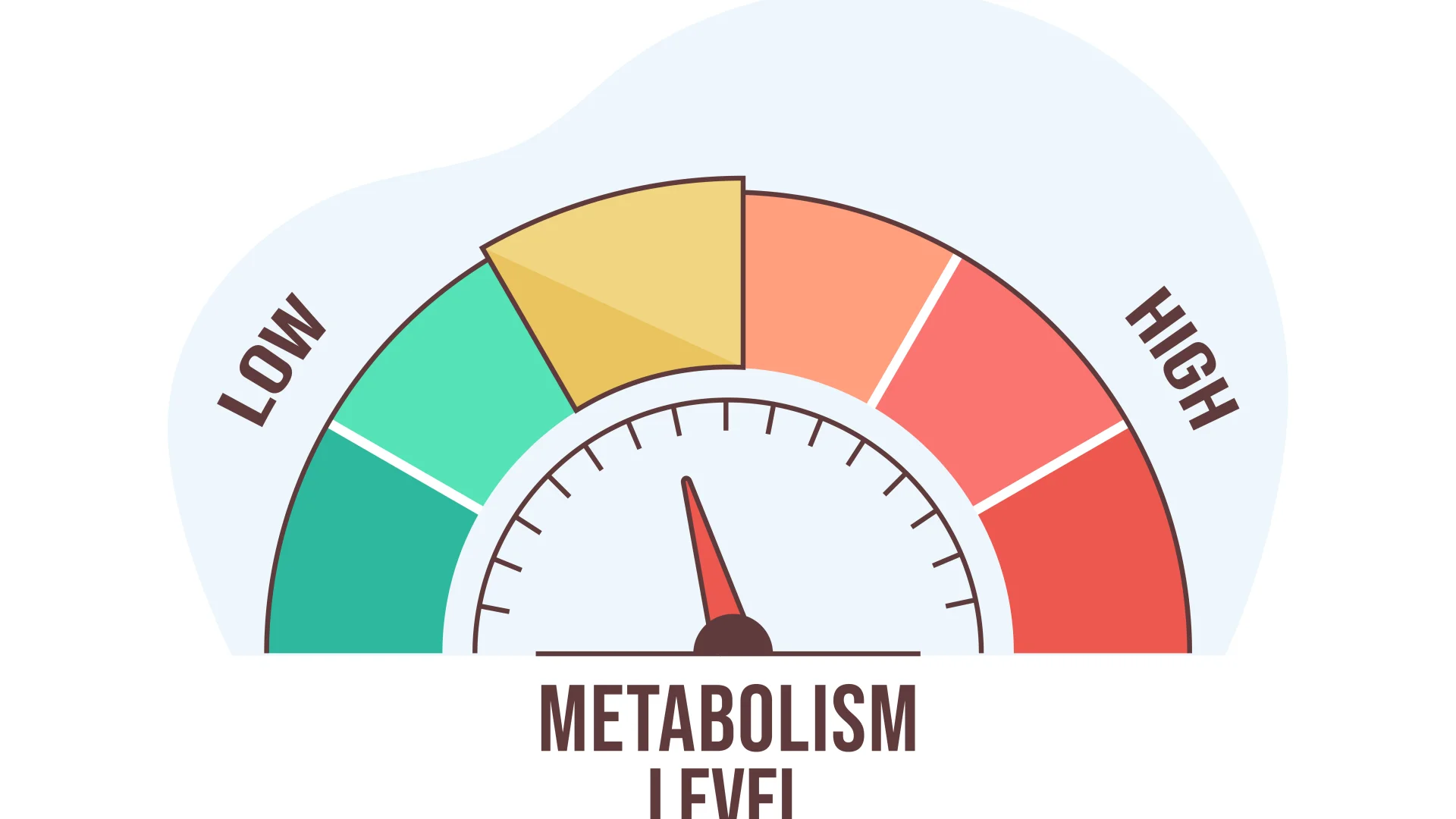 Metabolizma Nedir? Metabolizma Nasıl Hızlandırılır? Metabolizma Hızlandırıcı Besinler Nelerdir?